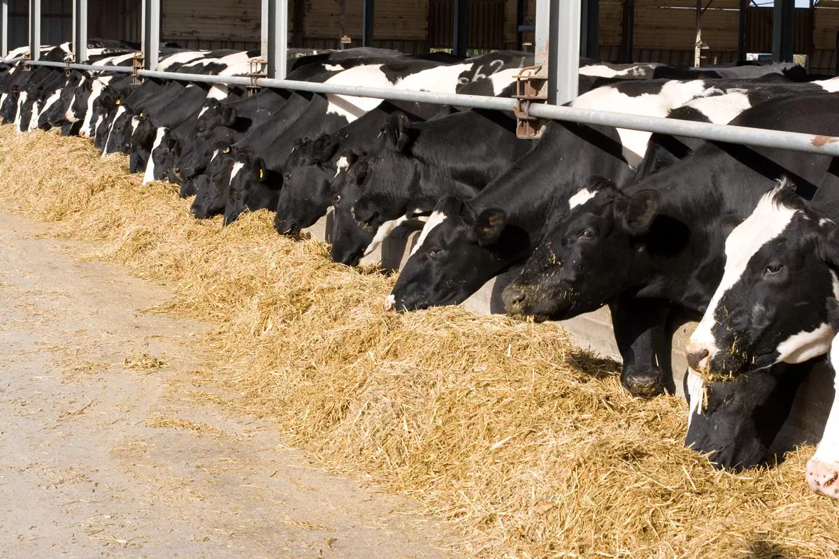 КК-61 Комбикорм-концентрат для молочных коров продуктивностью свыше 6000 кг