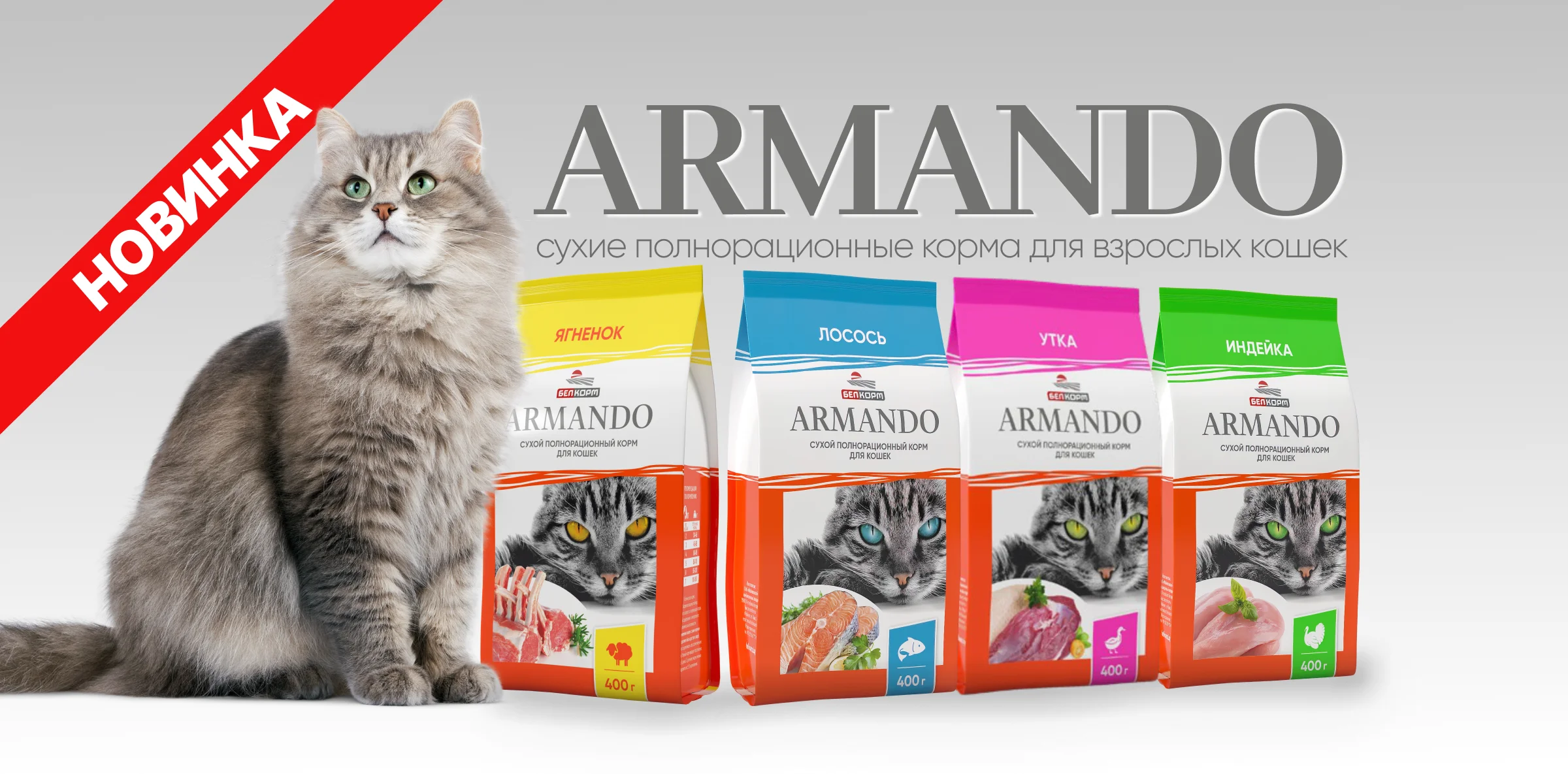 Armando_Cat