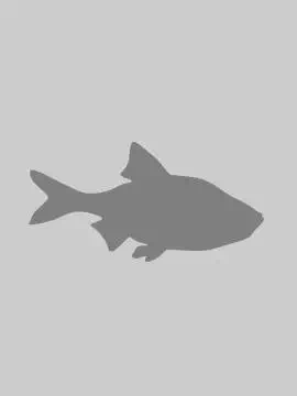 Комбикорм экструдированный продукционный для осетровых рыб «Гумокорм»